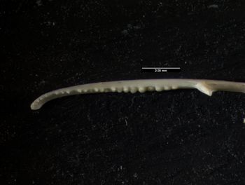 Media type: image;   Herpetology R-80541